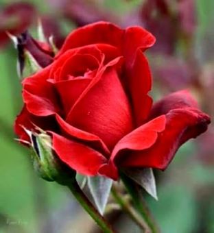 rosa vermelha 2m