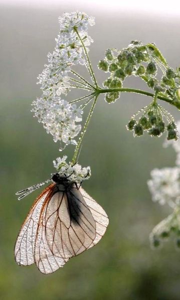 borboleta flor gelo m